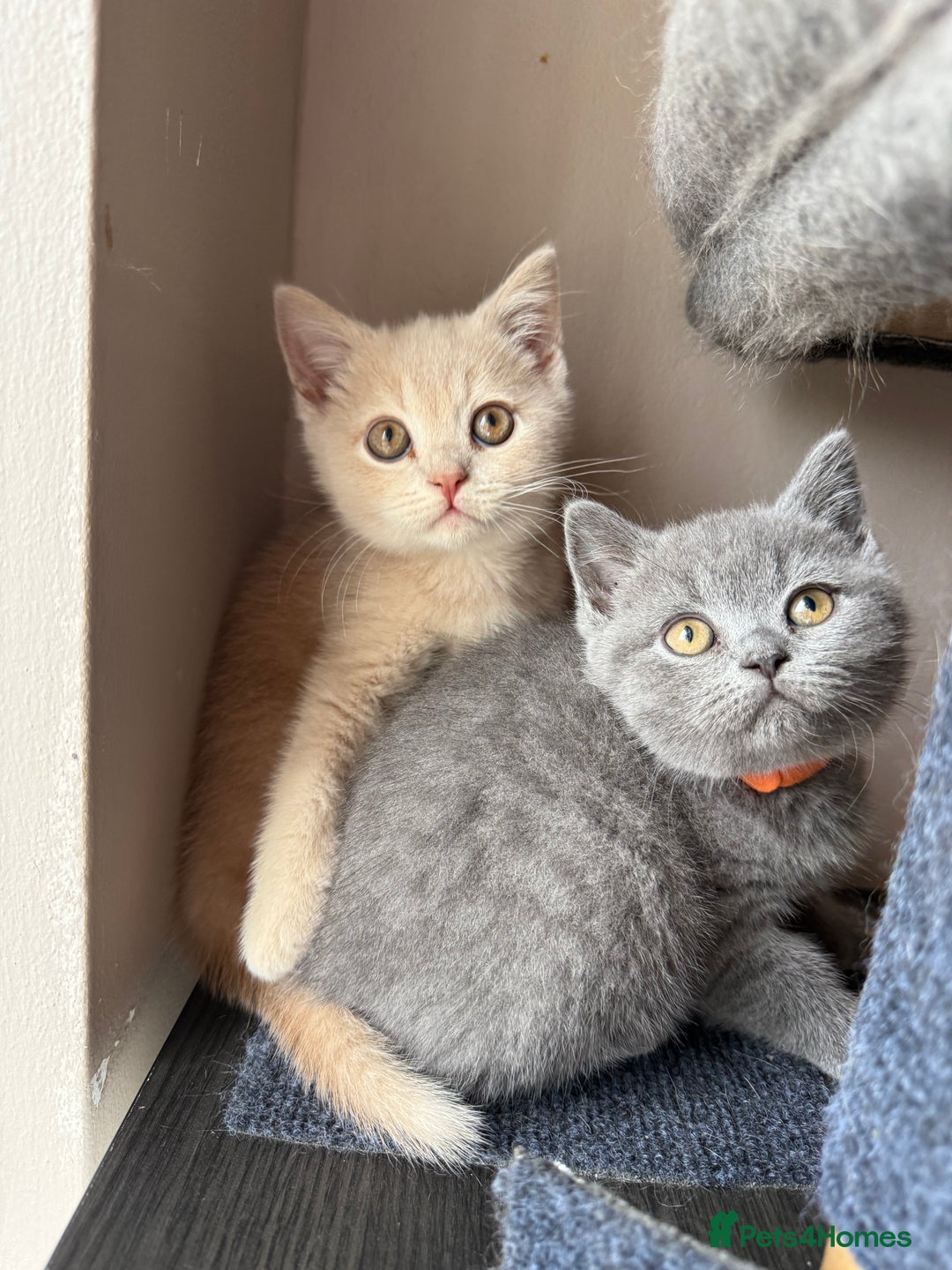 British Shorthair cats for sale: Pedigree BSH Last Female kitten ready to go!! - Image 4