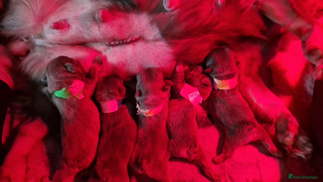 French Bulldog dogs for sale: Kc Reg French Bulldog For Sale - Advert 4