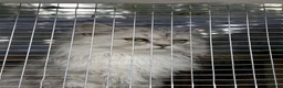 Persian cats for sale: Persian kittens  - Advert 11