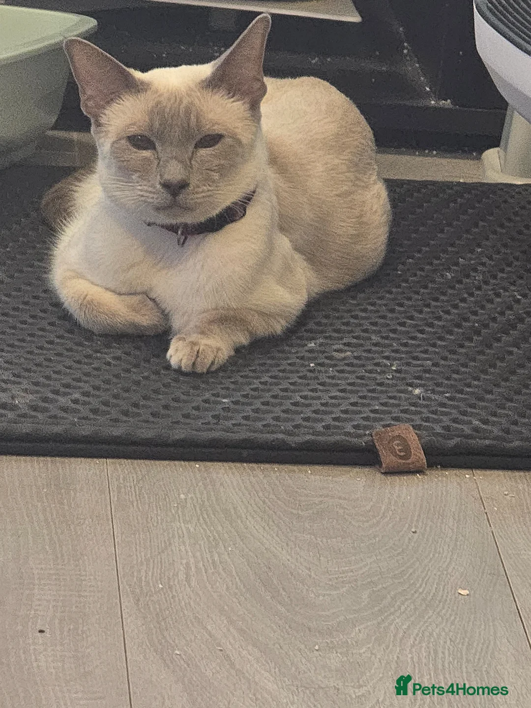 Siamese cats for sale: Stunning siamese kittens ready on 7th feb - Advert 1