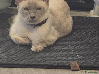 Siamese cats Stunning siamese kittens ready on 7th feb - Advert 4