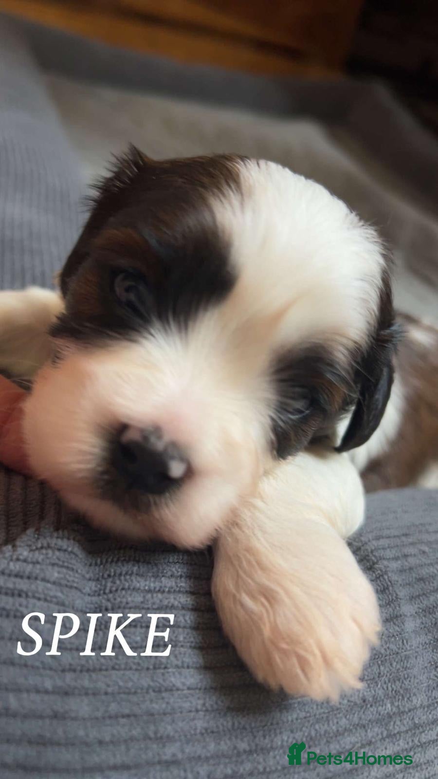 Cava Tzu dogs for sale: Gorgeous F1 Cava tzu puppies  - Advert 8