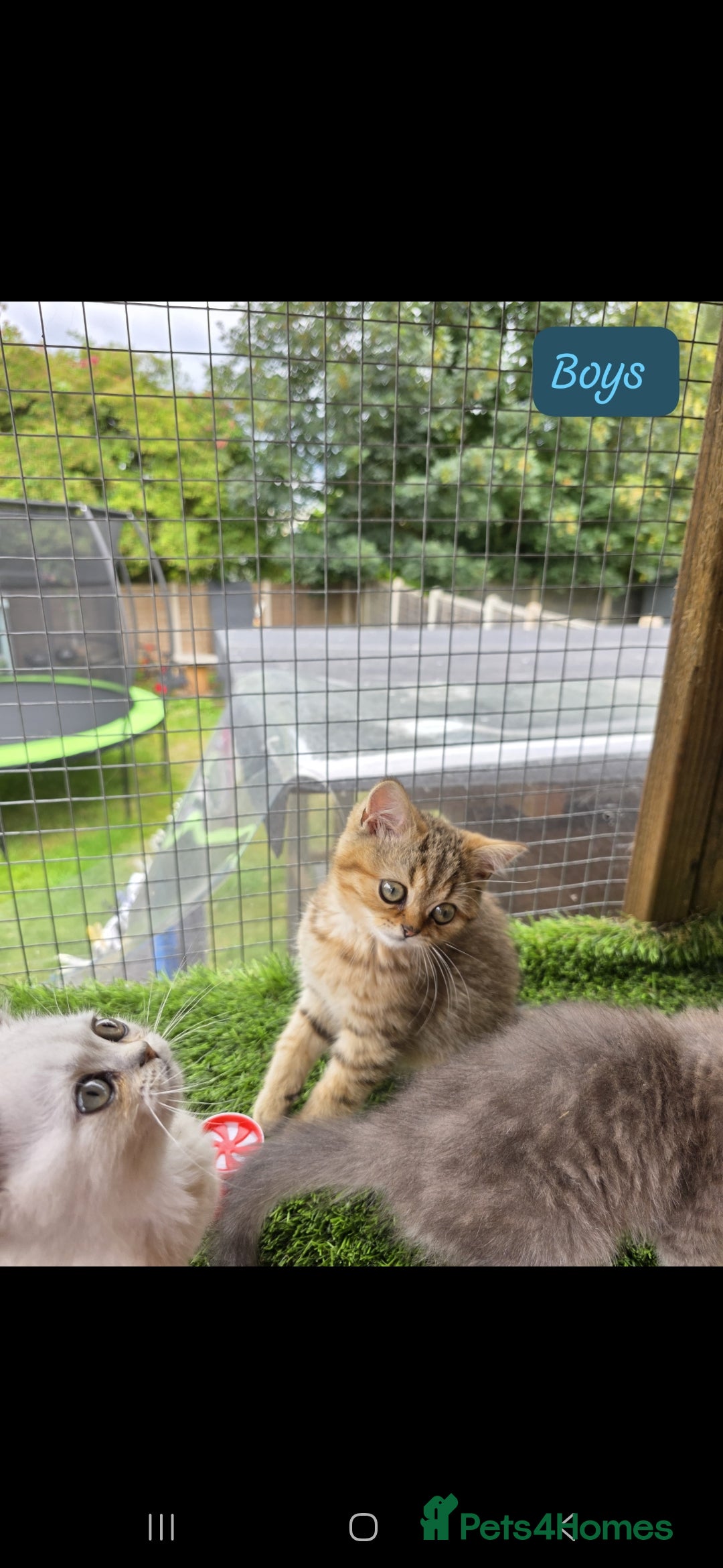 British Shorthair cats for sale: Adorable British Short hair kittens - Image 6