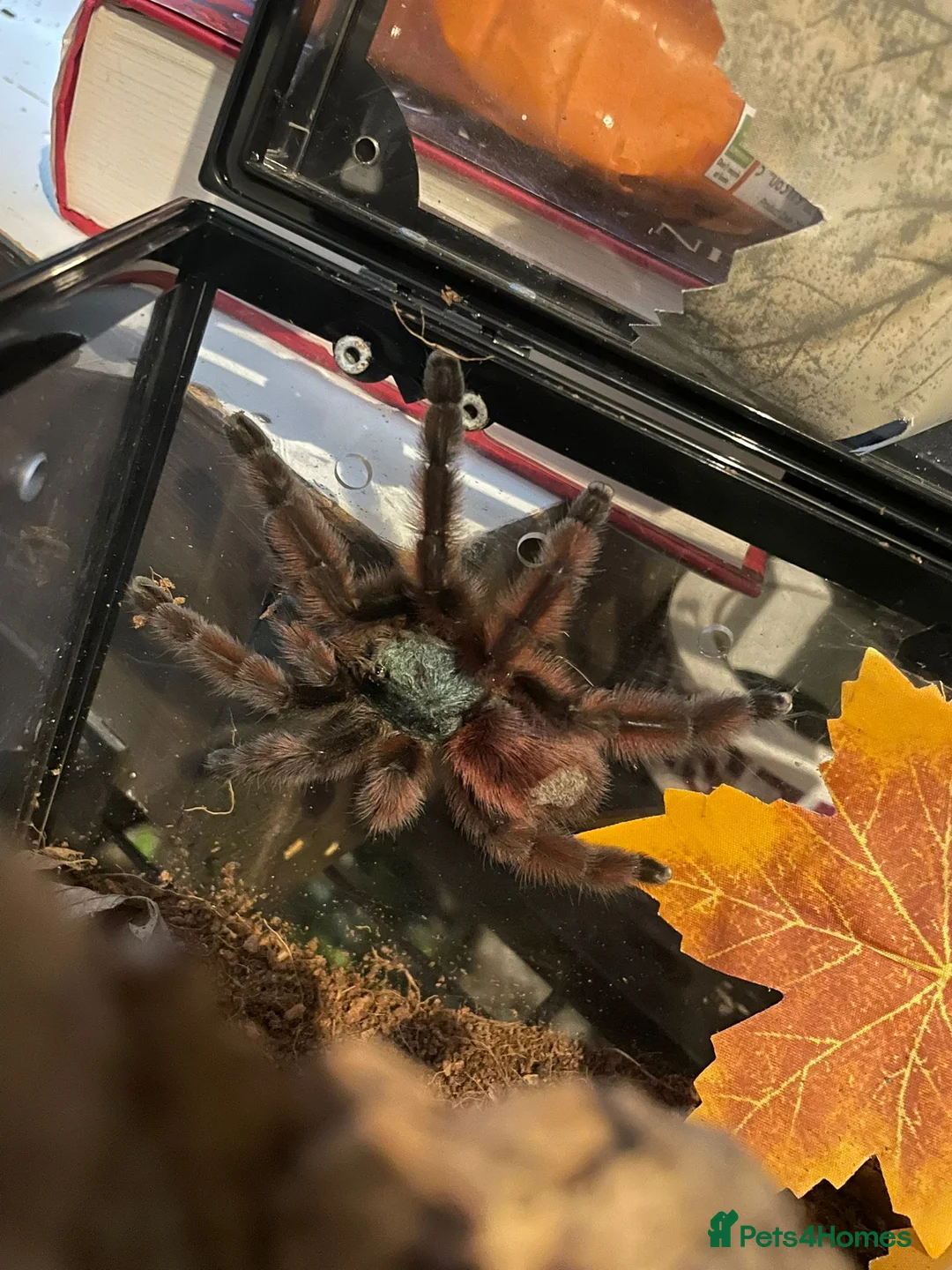 Tarantulas invertebrates for sale: Versi, curly hair, electric blue - Advert 6