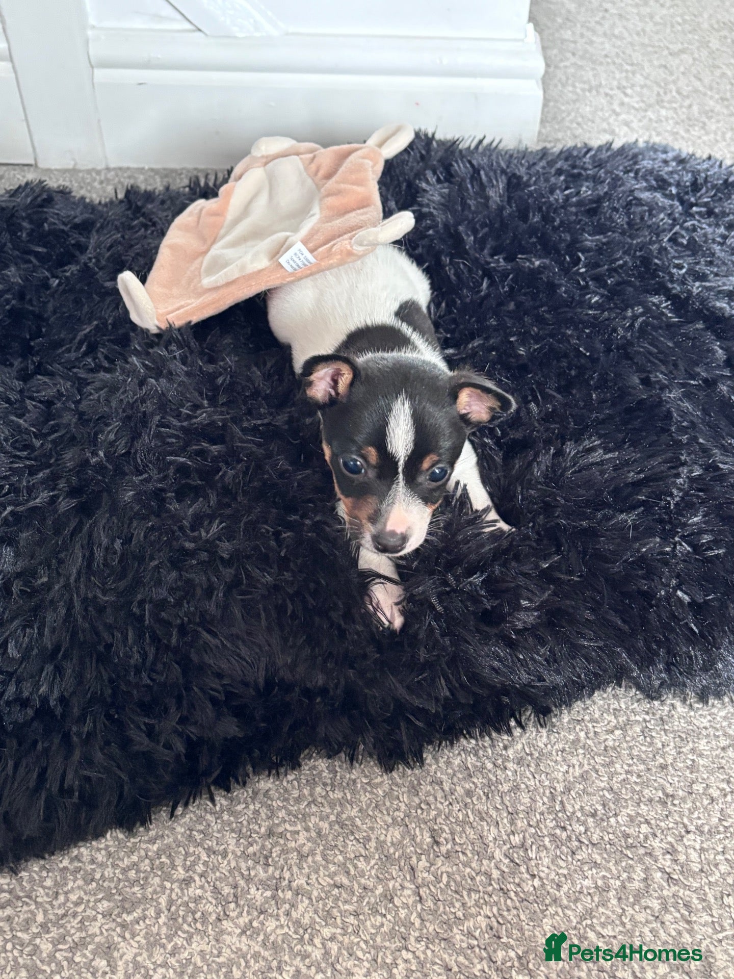 Jack Russell dogs Lovely Jack Russell puppy - Advert 1