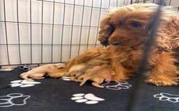 Cocker Spaniel dogs for sale: Show type cocker spaniel  - Image 9