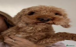 Cavachon dogs for sale: Cavapoochon - Image 3