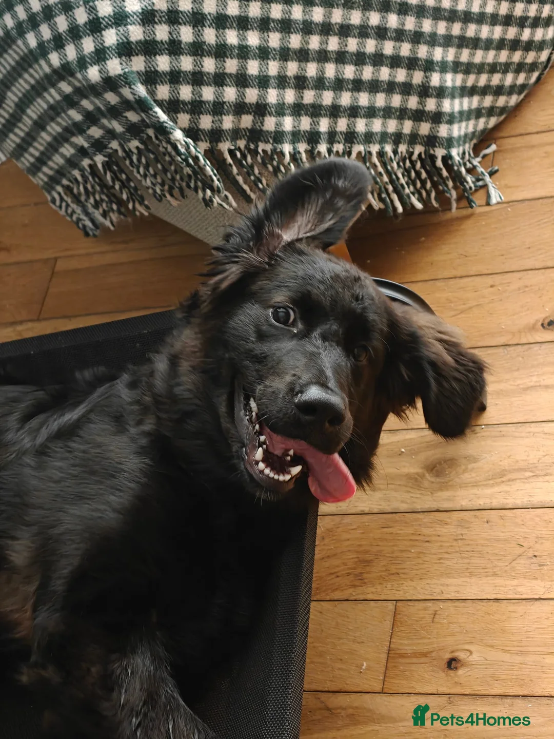 Golden Shepherd dogs for sale: Golden Shepherd Girl For New Home in Cheltenham - Advert 2