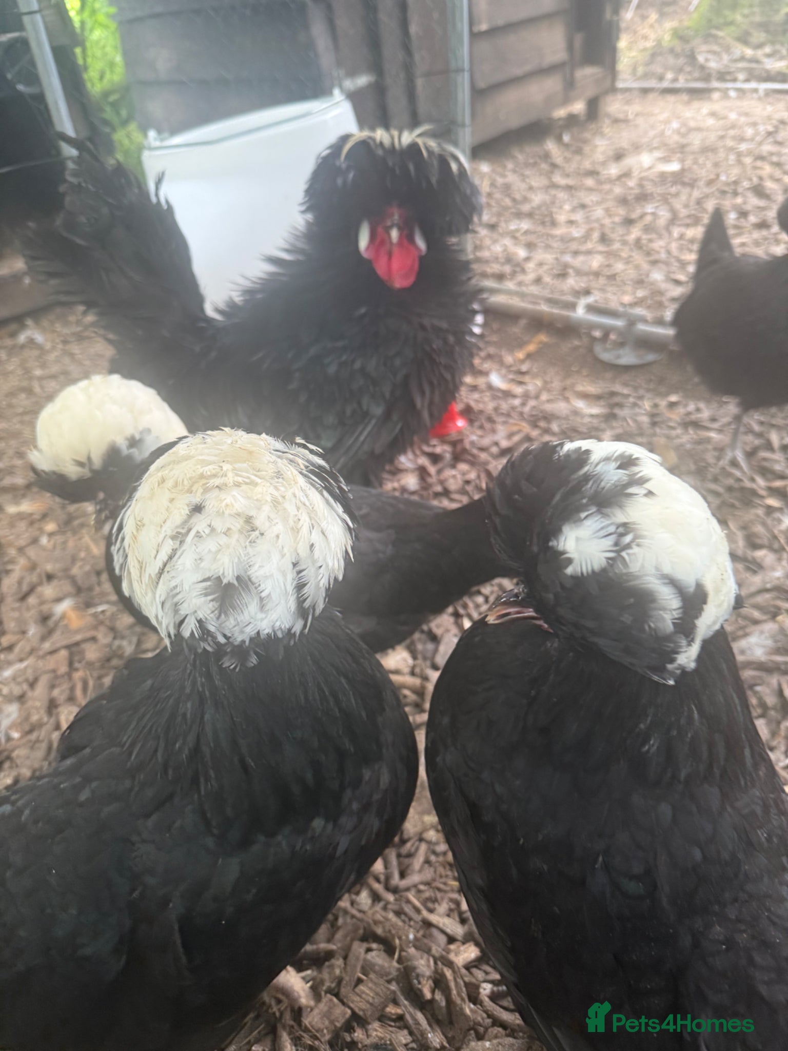 Chickens poultry Polish chicks WC black Polish & frizzle  - Advert 19