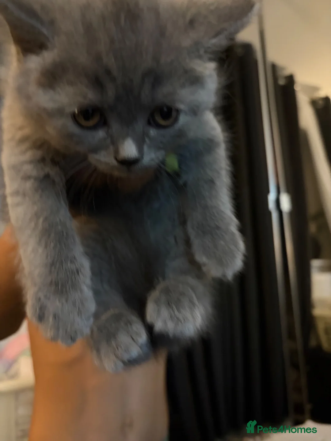 British Shorthair cats for sale: Outstanding BSH  in Milton Keynes - Advert 9