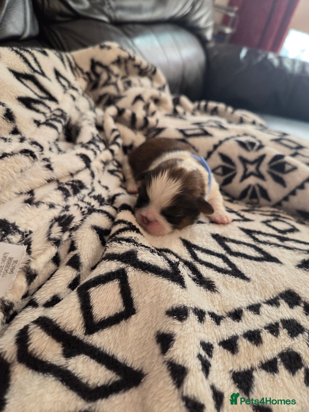 Shih Tzu dogs for sale: 5 stunning kc registered shih tzu pups - Image 2