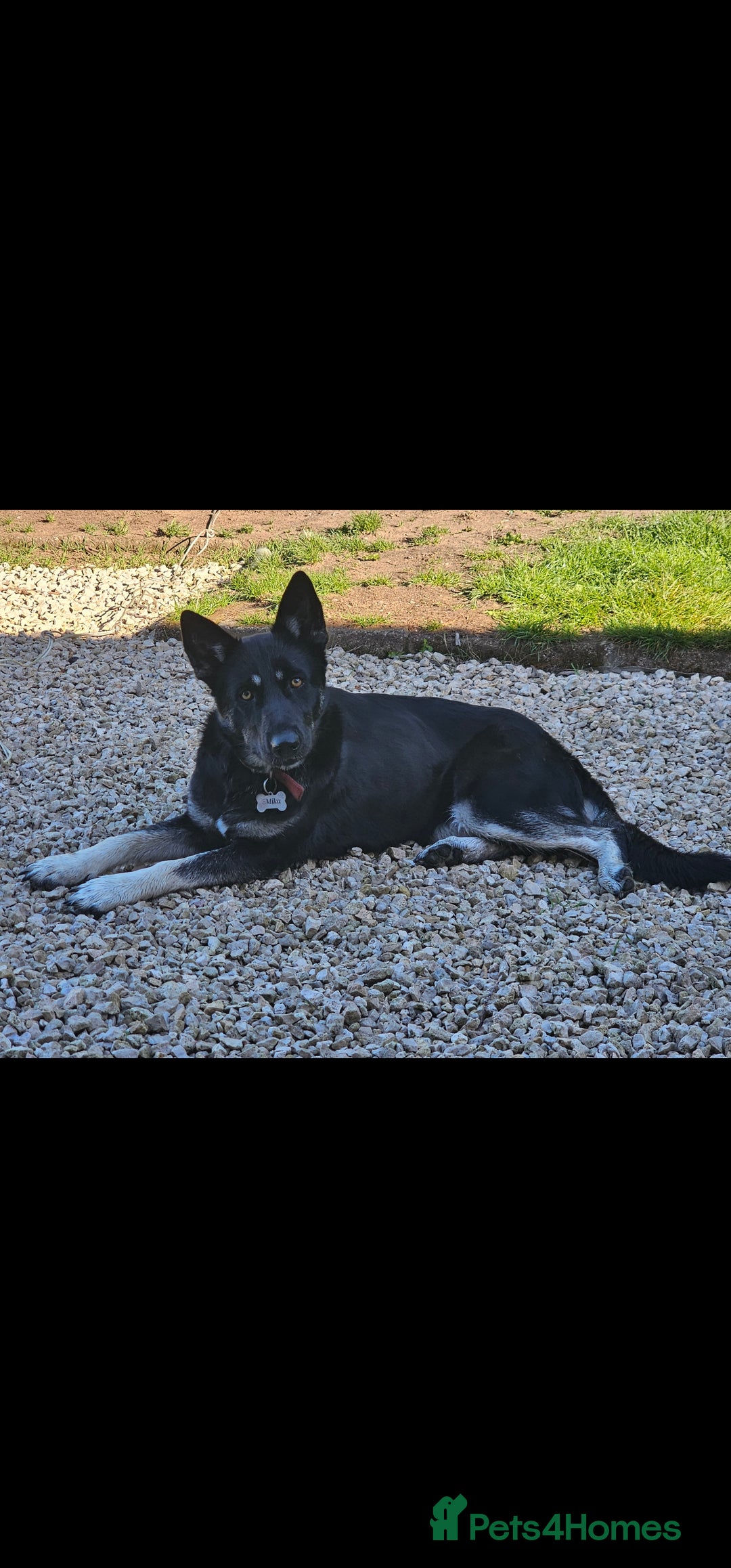 Shepsky dogs for sale: Beautiful female Shepsky looking a new home - Advert 6