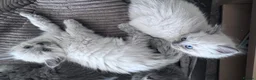 Mixed Breed cats for sale: Kittens - Advert 17