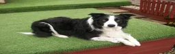 Border Collie dogs for stud: SARJ gorgeous boy in Dalry - Advert 1