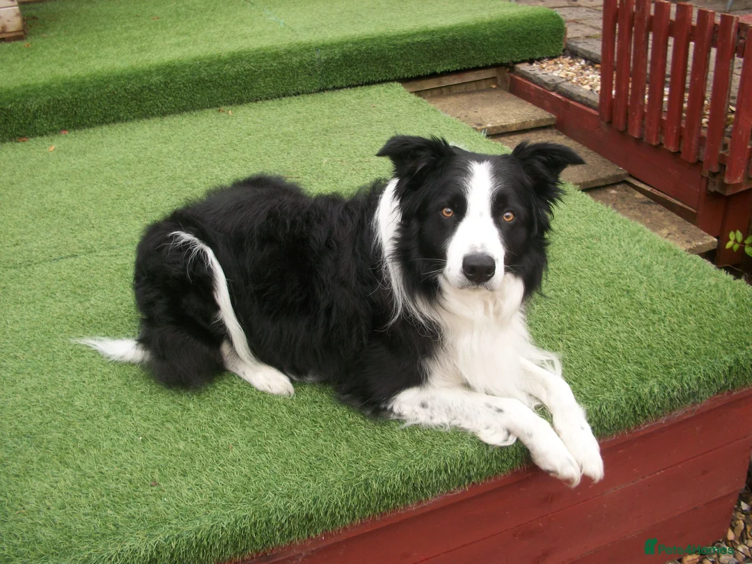 Border Collie dogs for stud: SARJ gorgeous boy in Dalry - Advert 1