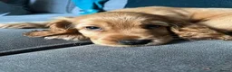 Cocker Spaniel dogs for sale:  Cocker Spaniel Puppy in Windsor - Advert 1