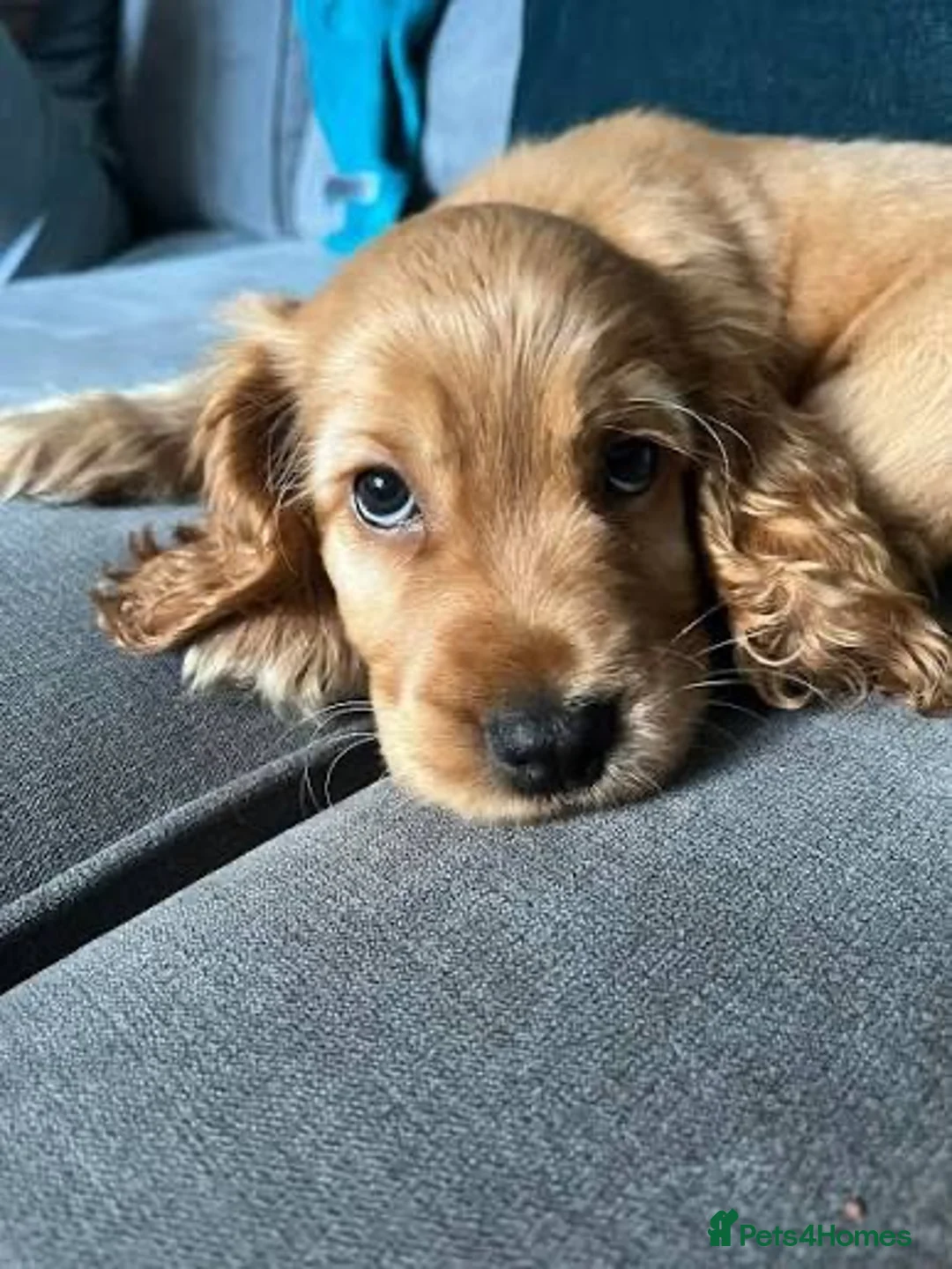 Cocker Spaniel dogs for sale:  Cocker Spaniel Puppy in Windsor - Advert 1