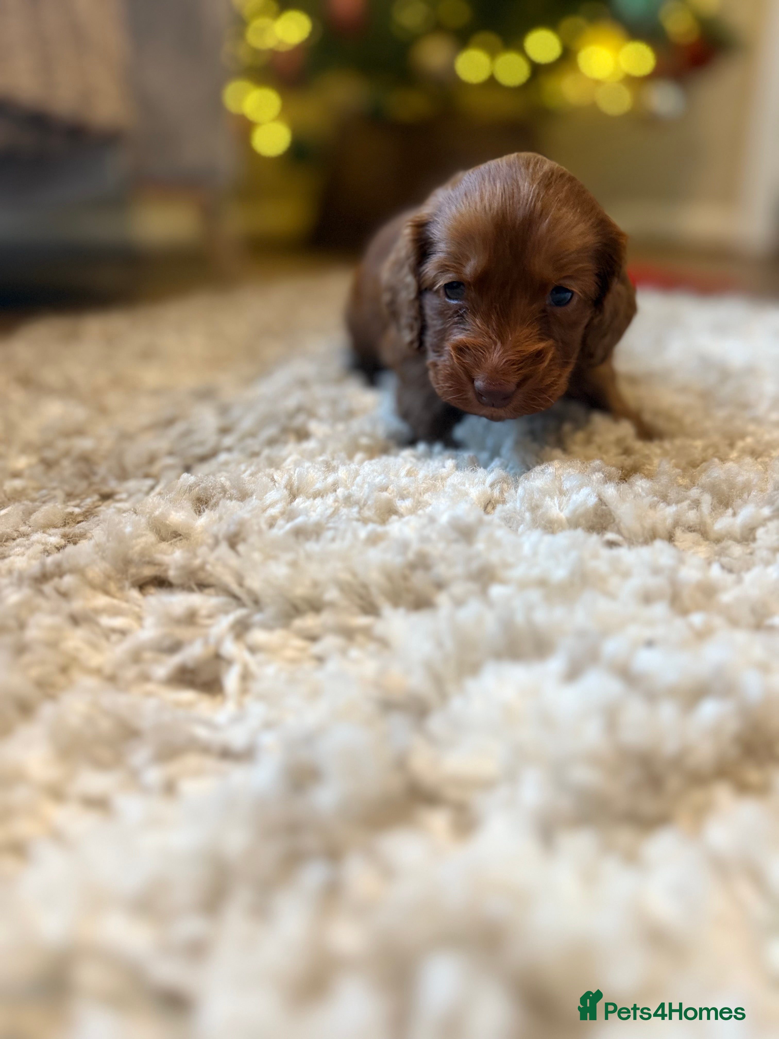 Cockapoo dogs Cockapoo F1B STUNNING COLOURS 4 available - Advert 17