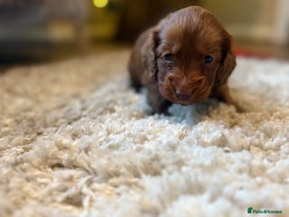 Cockapoo dogs Cockapoo F1B STUNNING COLOURS 4 available - Advert 17