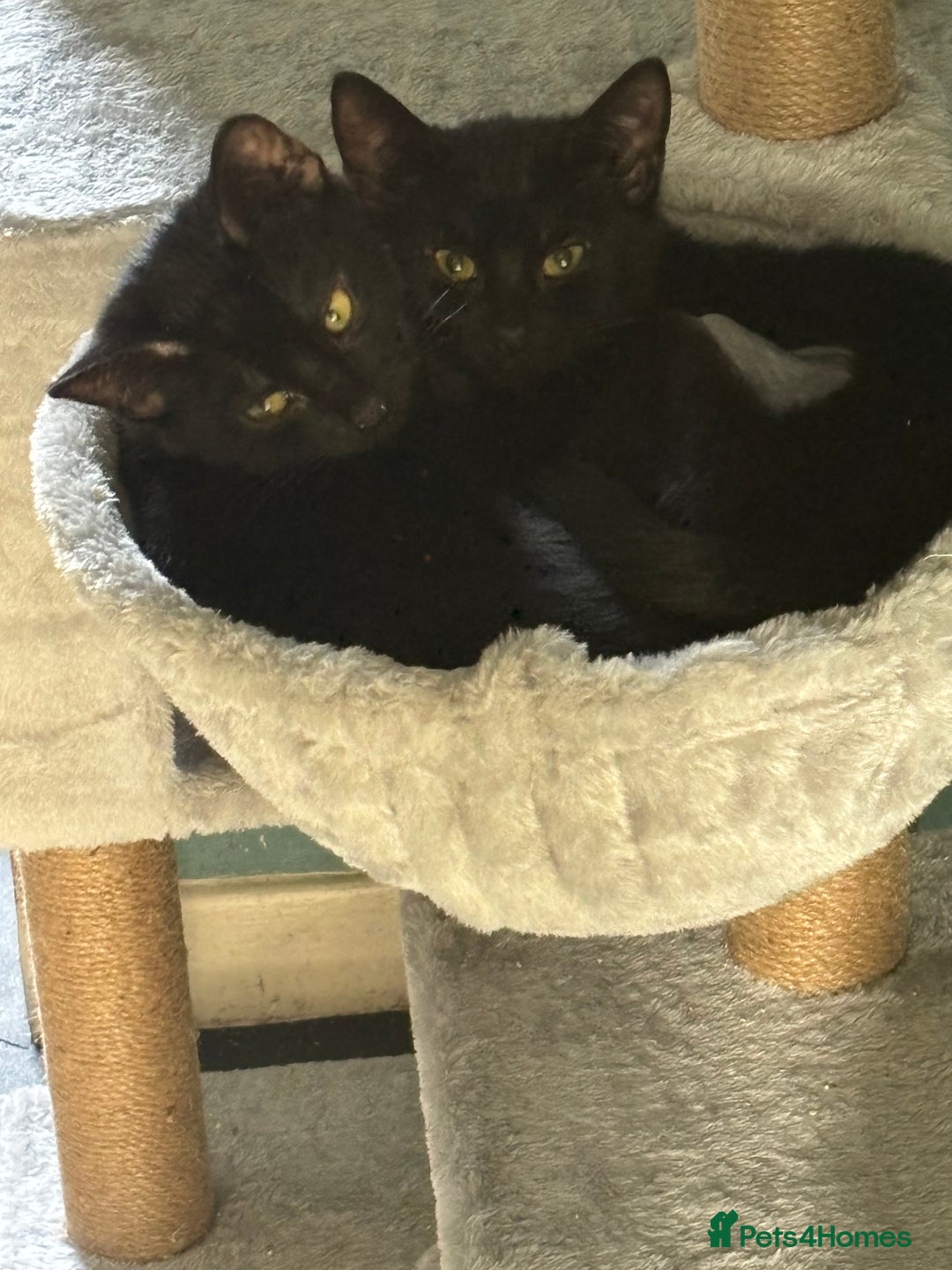 Domestic Shorthair cats for adoption: Adopt from Cats in Crisis East London  - Advert 2