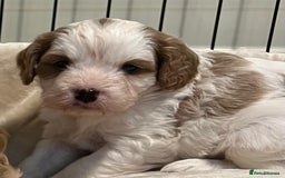 Cavapoo dogs for sale: 🐶🐩ADORABLE MINIATURE CAVAPOOS🐩🐶 - Image 3