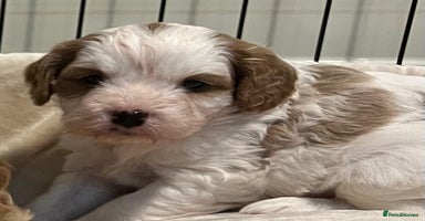 Cavapoo dogs - Advert 3