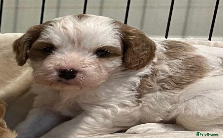Cavapoo dogs - Advert 15