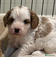 Cavapoo dogs - Advert 3
