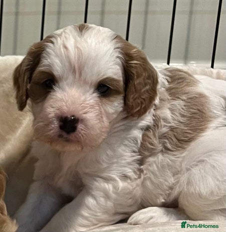 Cavapoo dogs - Advert 3