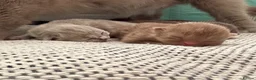 British Shorthair cats for sale: 🐾 GCCF Registered British Shorthair Kittens 🐾 - Advert 9