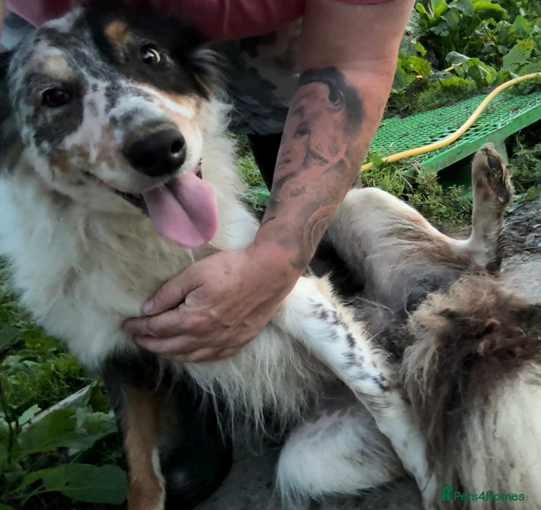Border Collie dogs for sale: Border Collie Puppies  - Image 19