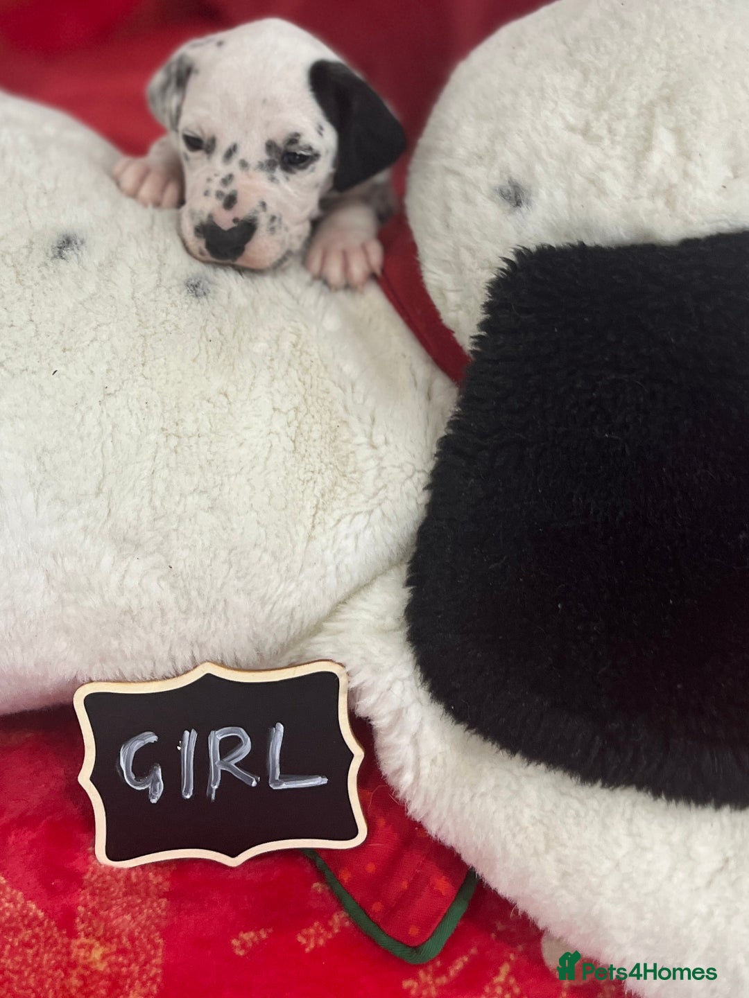 Dalmatian dogs for sale: Top quality Dalmatian puppies 5* homes  - Advert 31