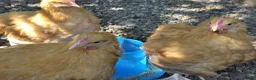 Chickens poultry for sale: Young buff Orpington cockerels for sale - Advert 2