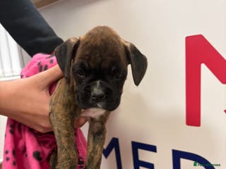 Boxer dogs READY NOW. LAST GIRL 🐶 - Advert 4