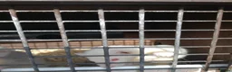 Ferret rodents for sale: 4 white ferrets in Rotherham - Advert 4