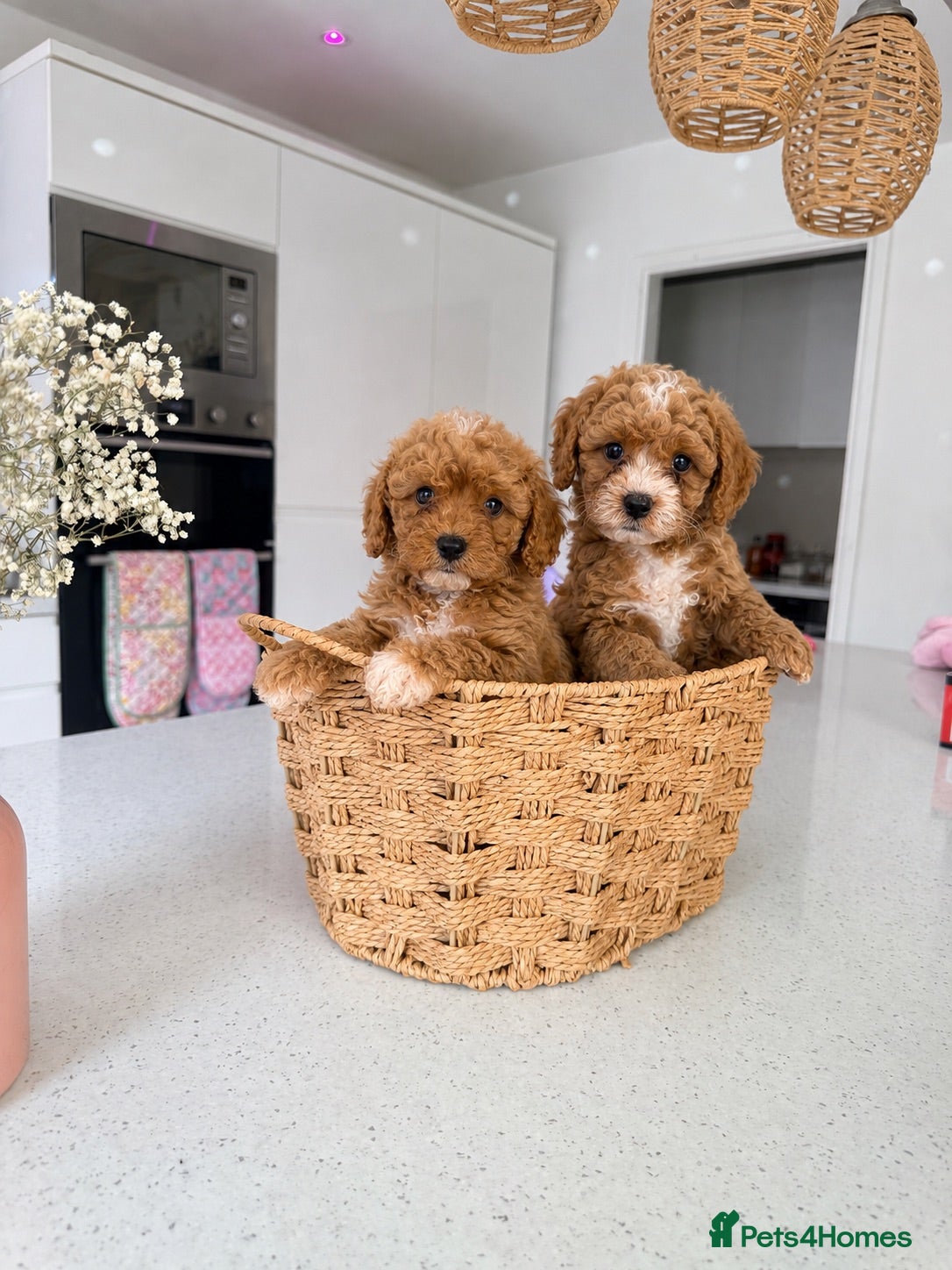 Cavapoo dogs Gorgeous F1bb Teddy Cavapoos - Advert 14