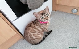 Bengal cats for sale: Stunning snow bengals - Image 3