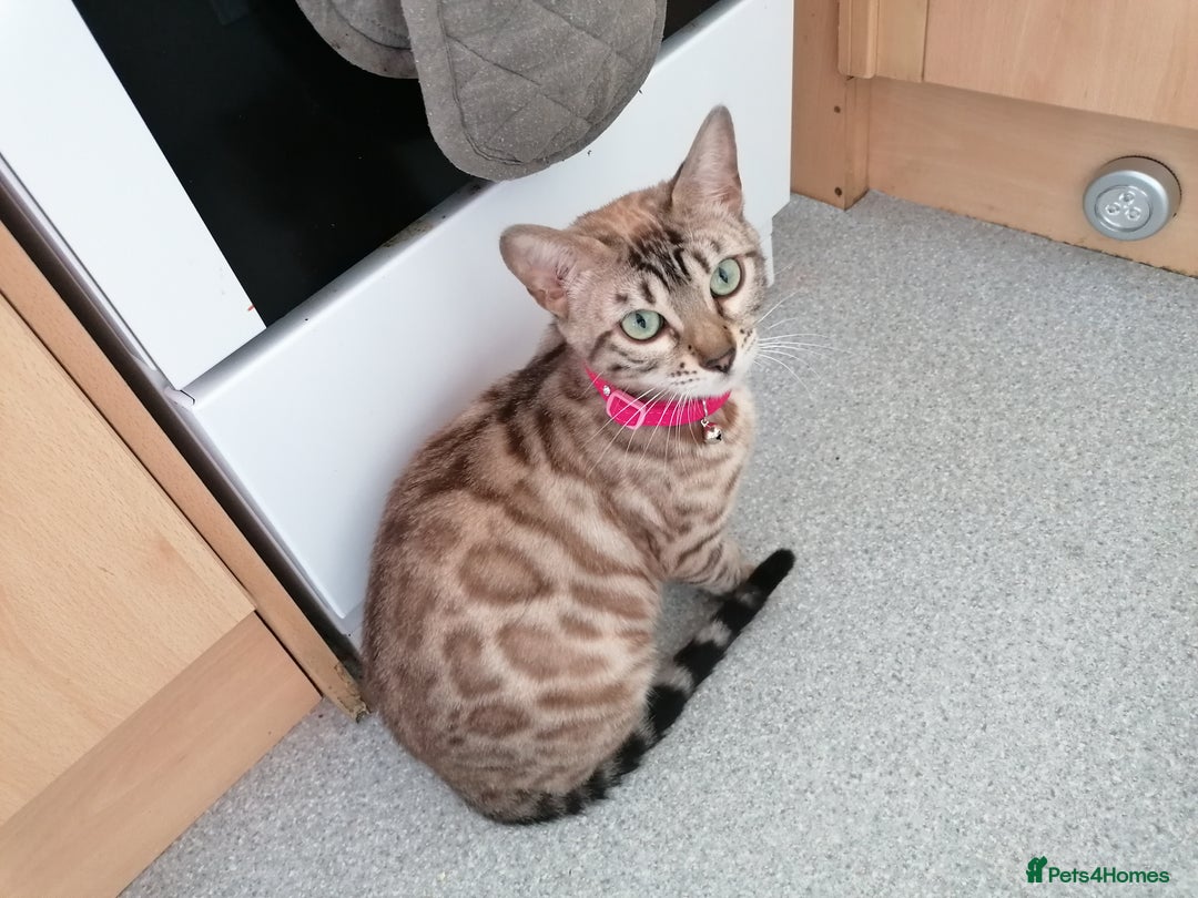 Bengal cats for sale: Stunning snow bengals - Image 3