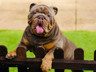 English Bulldog dogs 🌟 Wyatt Full suit English @stud in Telford - Advert 16