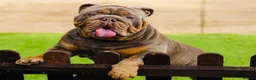 English Bulldog dogs for stud: 🌟 Wyatt Full suit English @stud in Telford - Advert 1