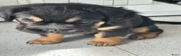 French Bulldog dogs for sale: Furbabys  - Advert 30