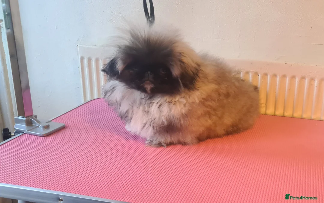 Pekingese dogs for sale: Pekingese puppys (Champion Bloodlines) - Advert 23