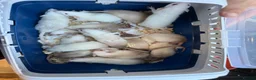 Rat rodents for sale: Dwarf Rats in Nottingham - Advert 4