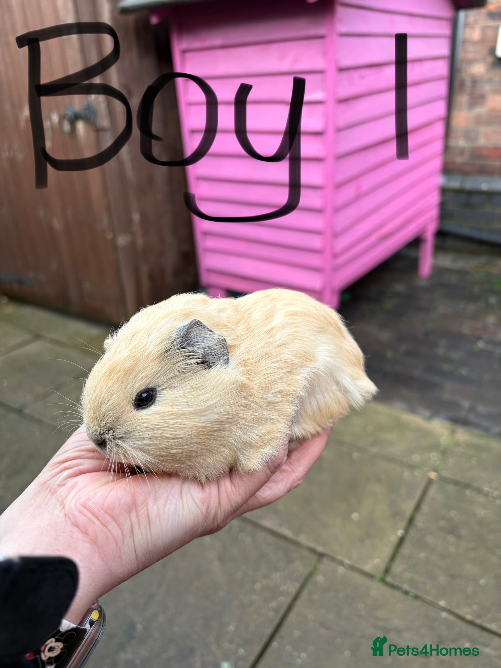 Guinea Pig rodents Male guinea pigs £40 each 1  adult sow £40  - Advert 18