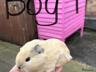 Guinea Pig rodents Male guinea pigs £40 each 1 adult sow £40 - Advert 18