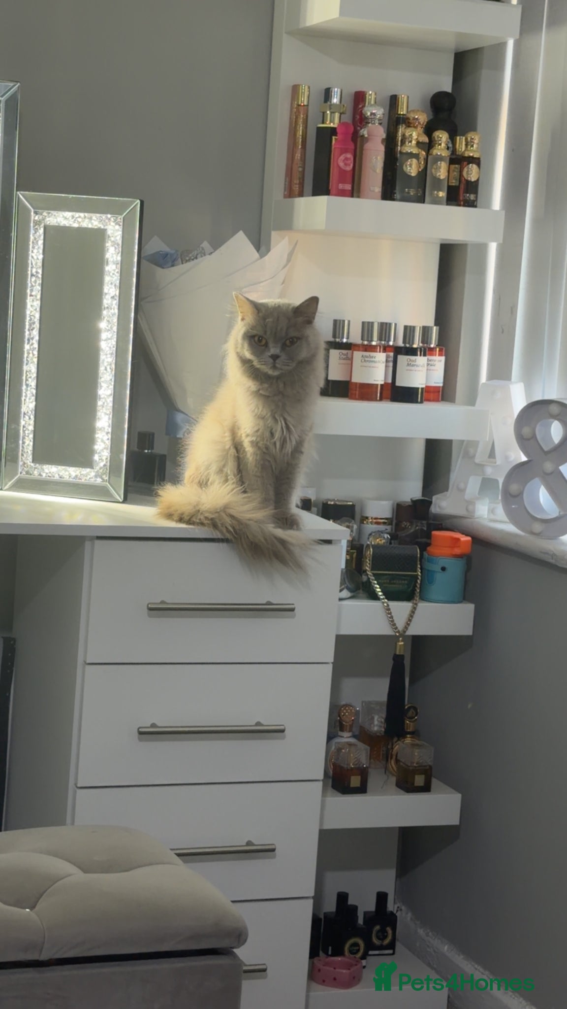 British Longhair cats Beautiful lilac longhair  - Advert 5