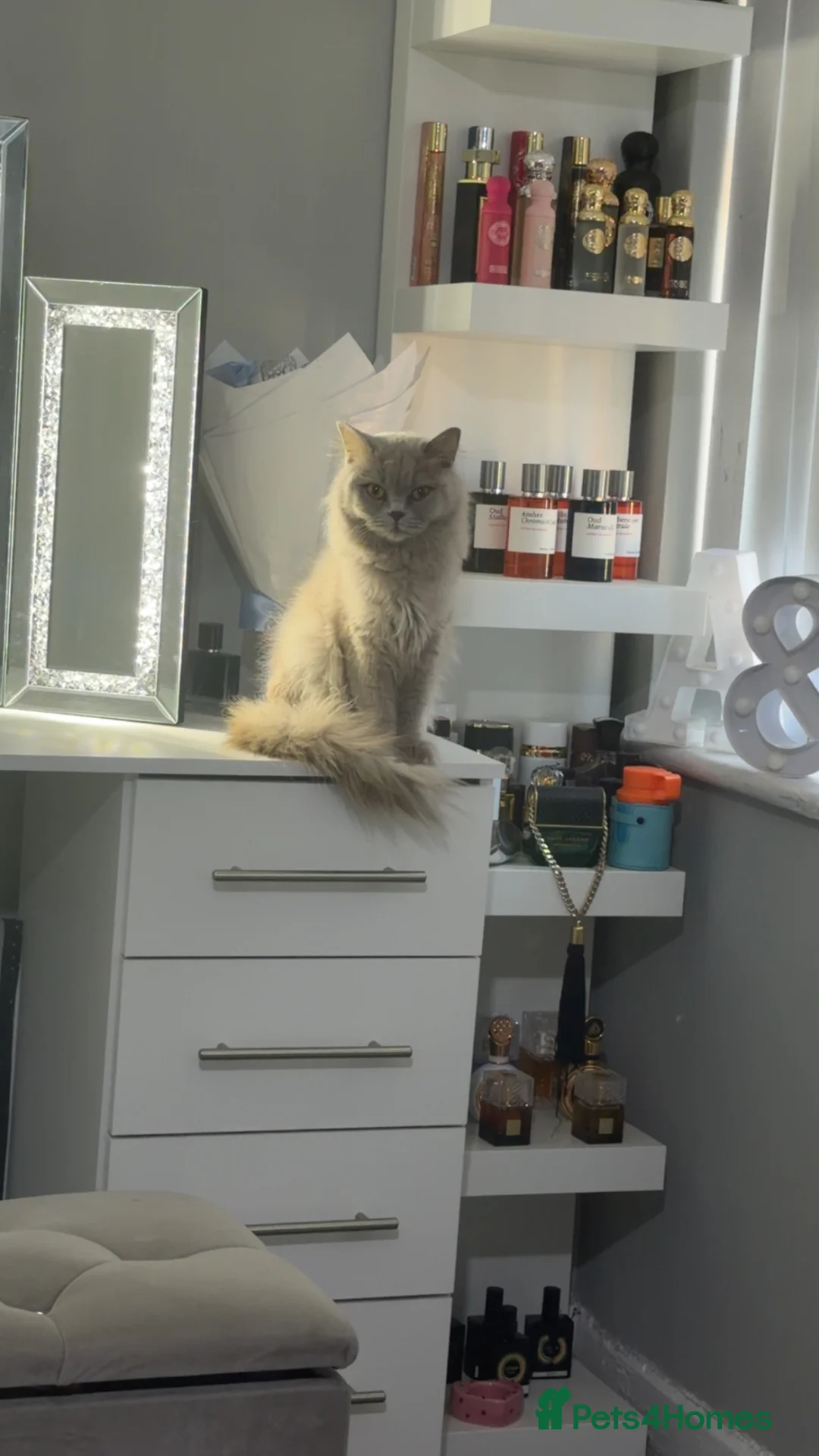 British Longhair cats for sale: Beautiful lilac longhair  - Advert 1