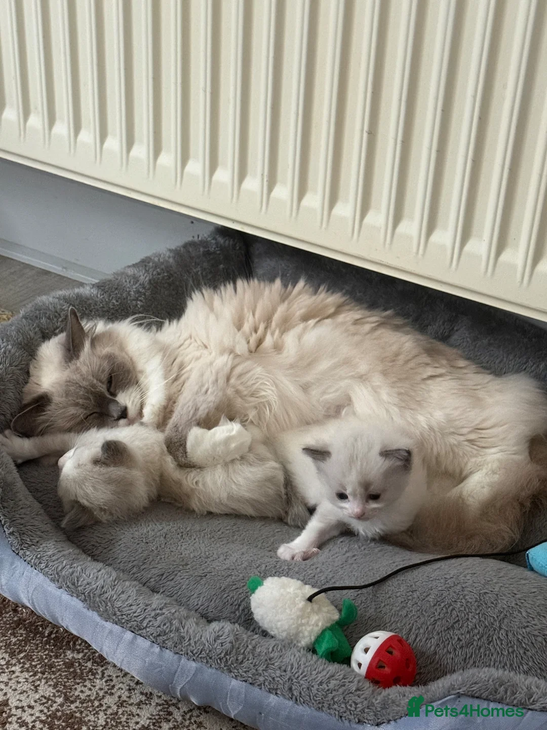 Ragdoll cats for sale: Beautiful kittens oure Ragdoll - Advert 1