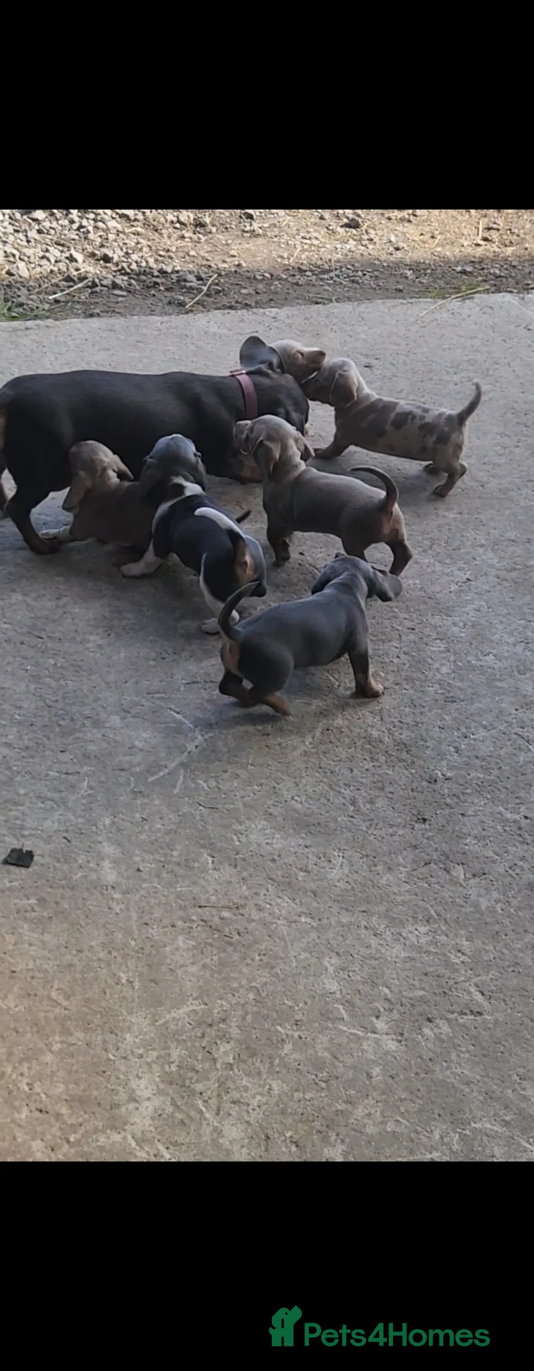 Miniature Dachshund dogs for sale: Isabella Miniature dachshund puppies  - Advert 1