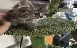 Persian cats for sale: Persian x ragoll - Image 2